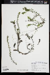 Elodea nuttallii image