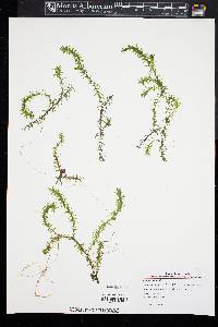 Elodea nuttallii image