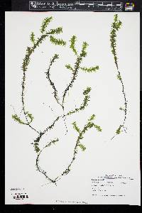 Elodea nuttallii image