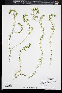 Elodea nuttallii image