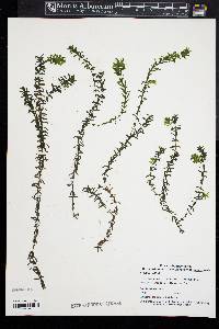 Elodea nuttallii image