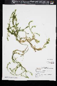 Elodea nuttallii image