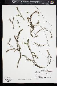 Elodea nuttallii image