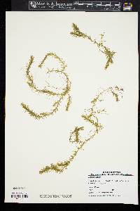 Elodea nuttallii image