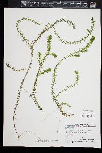 Elodea nuttallii image