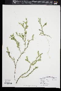 Elodea nuttallii image