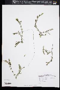 Elodea nuttallii image