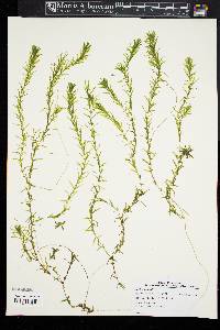 Elodea nuttallii image