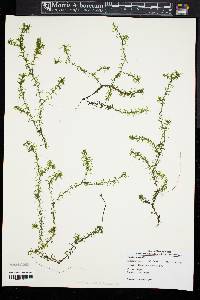 Elodea nuttallii image