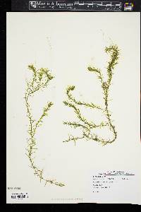 Elodea nuttallii image