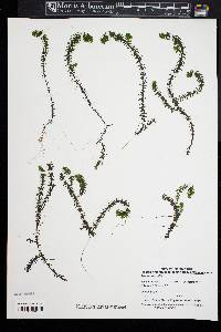 Elodea nuttallii image