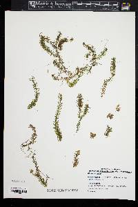 Elodea nuttallii image