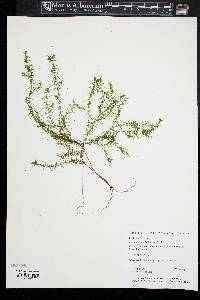 Elodea nuttallii image