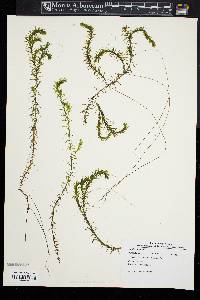 Elodea nuttallii image