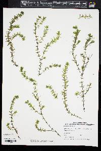 Hydrilla verticillata image