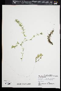 Hydrilla verticillata image