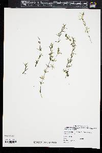 Hydrilla verticillata image