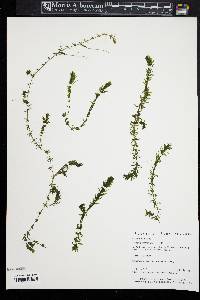 Hydrilla verticillata image