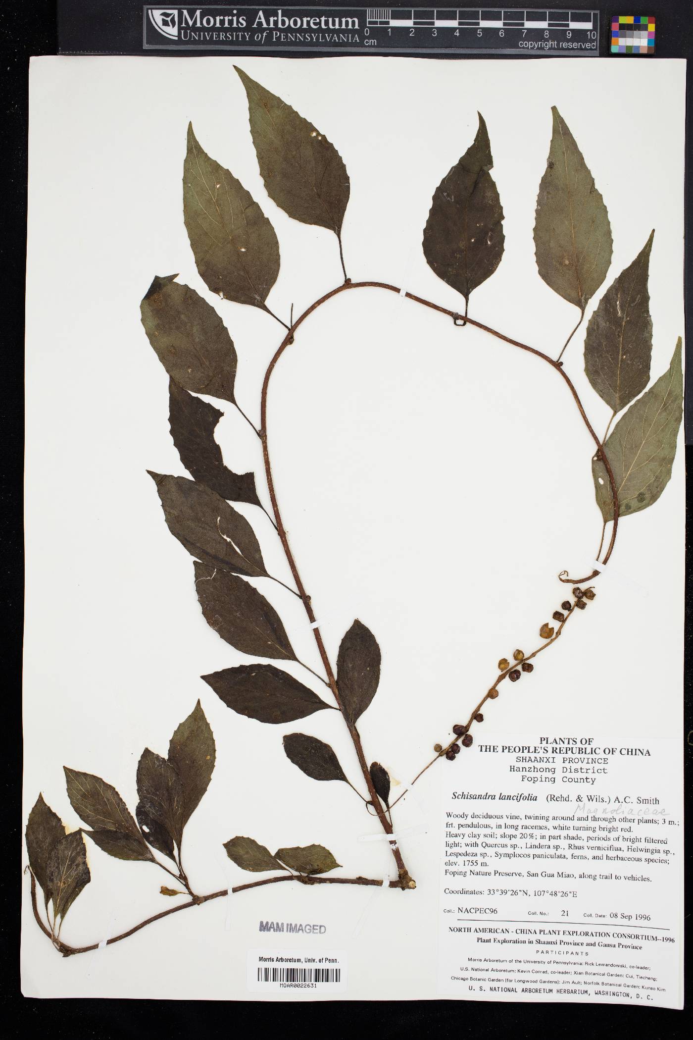 Schisandra lancifolia image