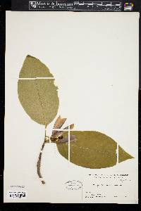 Magnolia acuminata image