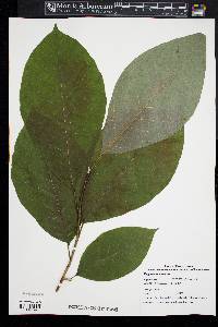 Magnolia acuminata image