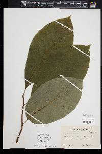 Magnolia acuminata image