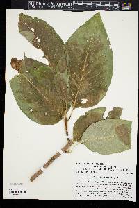 Magnolia acuminata image