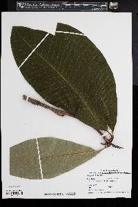 Magnolia tripetala image