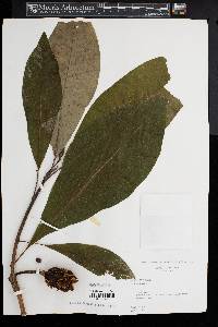 Magnolia tripetala image