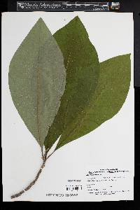 Magnolia tripetala image