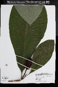 Magnolia tripetala image