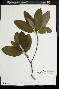 Magnolia virginiana image