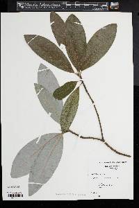 Magnolia virginiana image