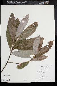 Magnolia virginiana image