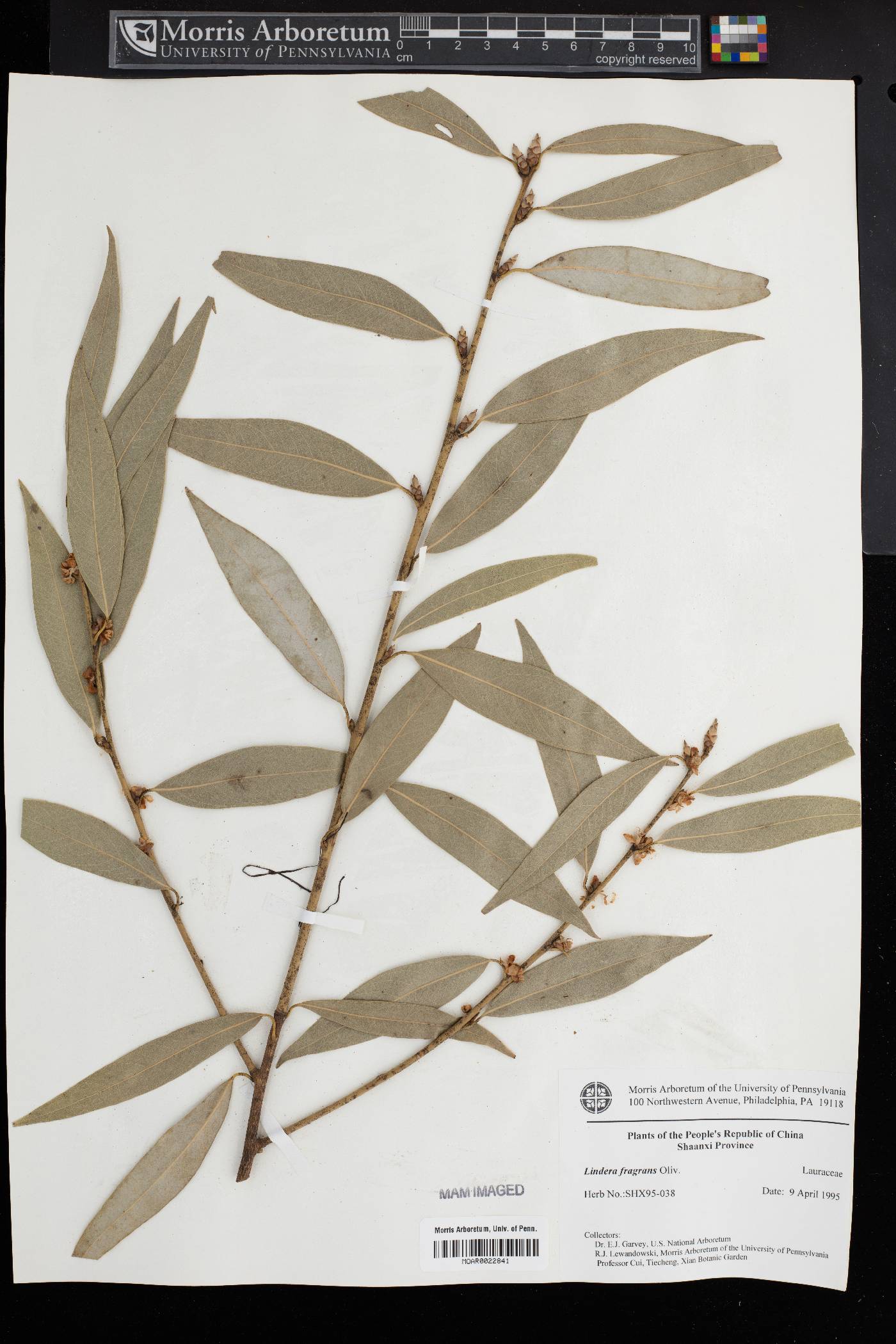 Lindera fragrans image