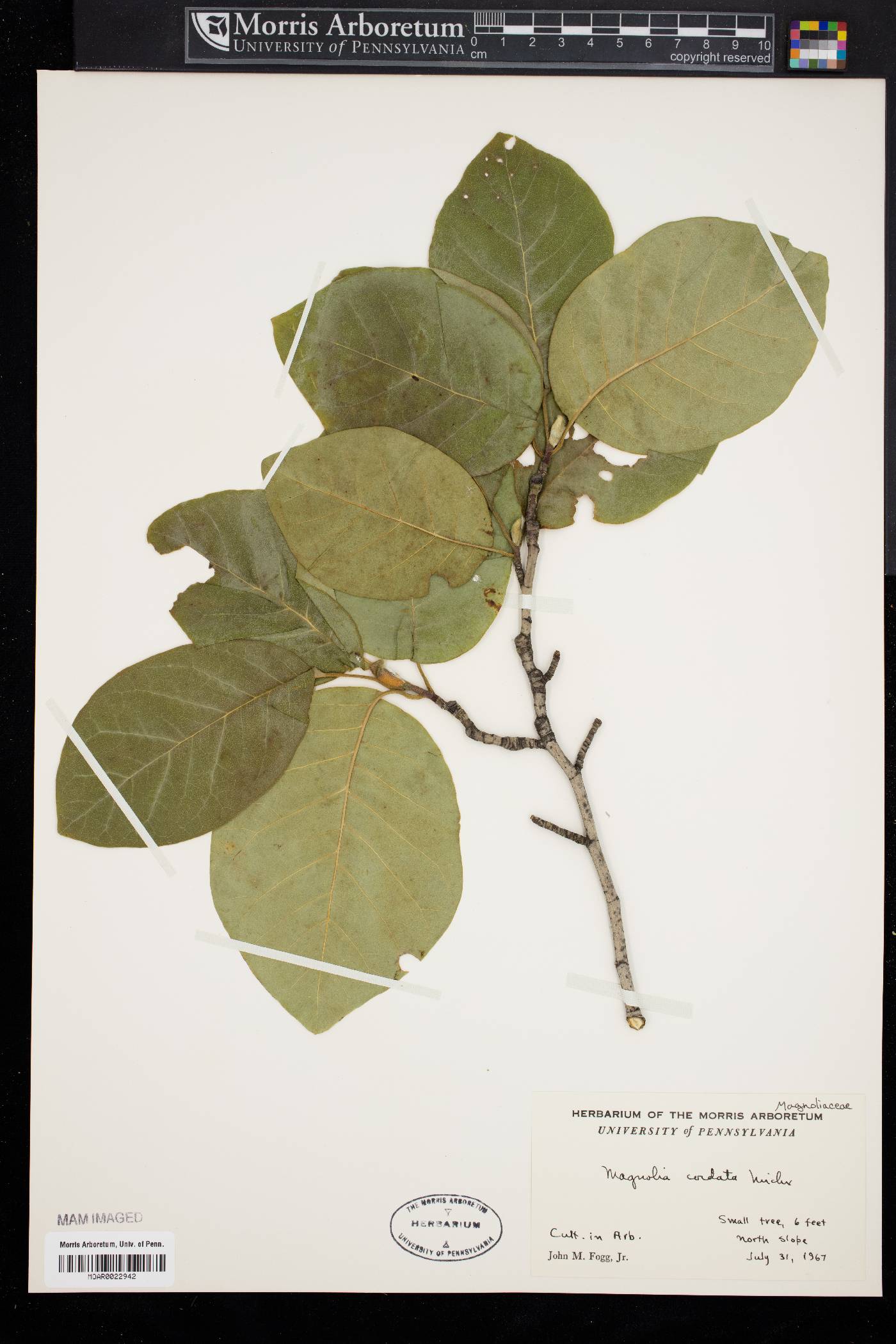 Magnolia cordata image