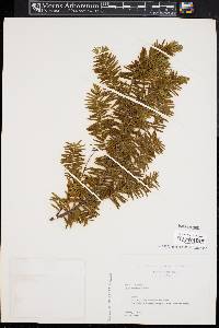 Taxus canadensis image