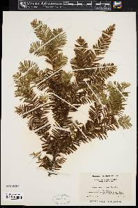 Taxus canadensis image