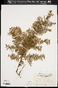 Taxus canadensis image