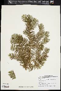 Taxus canadensis image