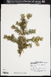 Taxus canadensis image