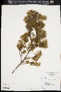 Taxus canadensis image