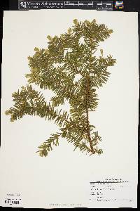 Taxus canadensis image