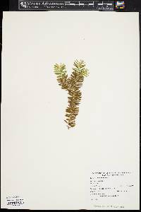 Taxus canadensis image