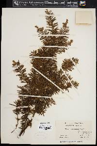 Taxus canadensis image