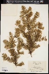 Taxus canadensis image