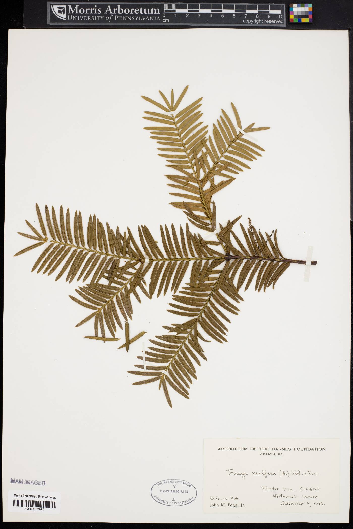 Torreya nucifera image