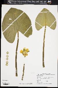 Nuphar variegata image