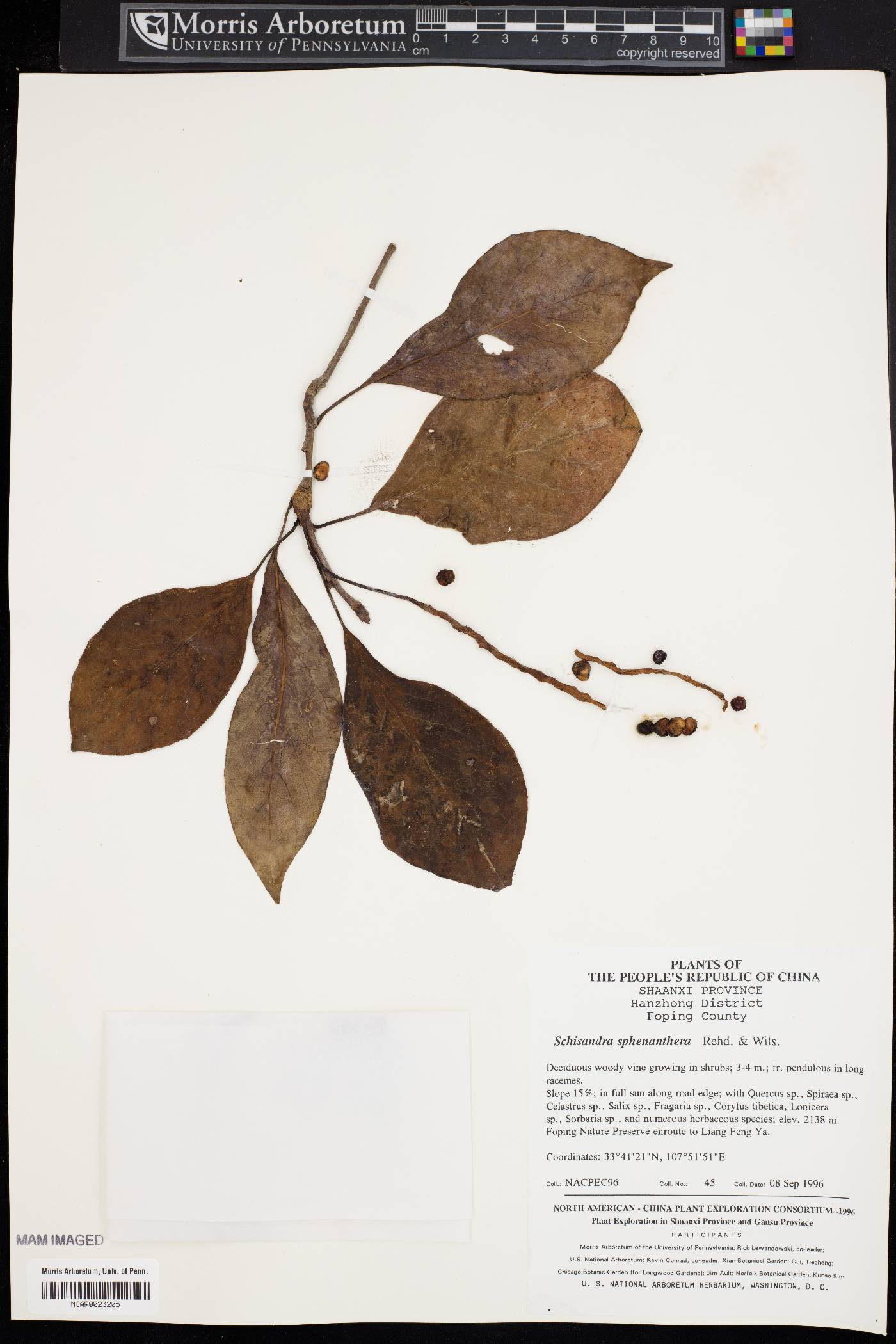 Schisandra sphenanthera image