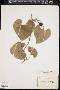 Aristolochia kaempferi image